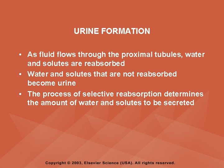 URINE FORMATION • As fluid flows through the proximal tubules, water and solutes are