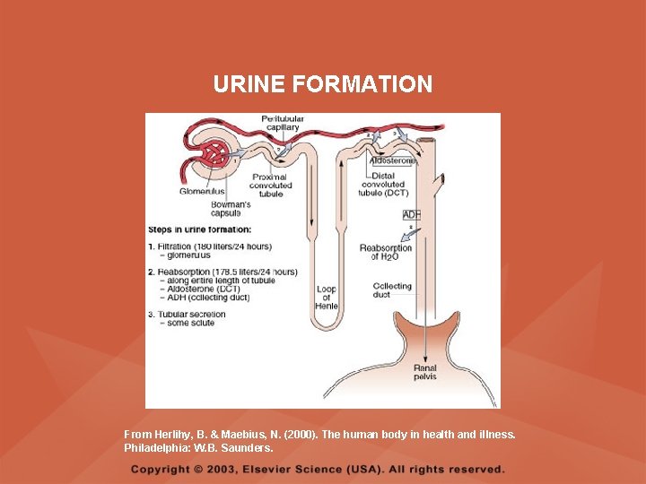 URINE FORMATION From Herlihy, B. & Maebius, N. (2000). The human body in health