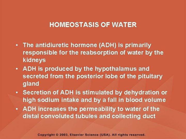 HOMEOSTASIS OF WATER • The antidiuretic hormone (ADH) is primarily responsible for the reabsorption