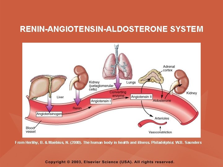 RENIN-ANGIOTENSIN-ALDOSTERONE SYSTEM From Herlihy, B. & Maebius, N. (2000). The human body in health