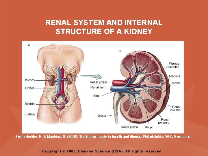 RENAL SYSTEM AND INTERNAL STRUCTURE OF A KIDNEY From Herlihy, B. & Maebius, N.