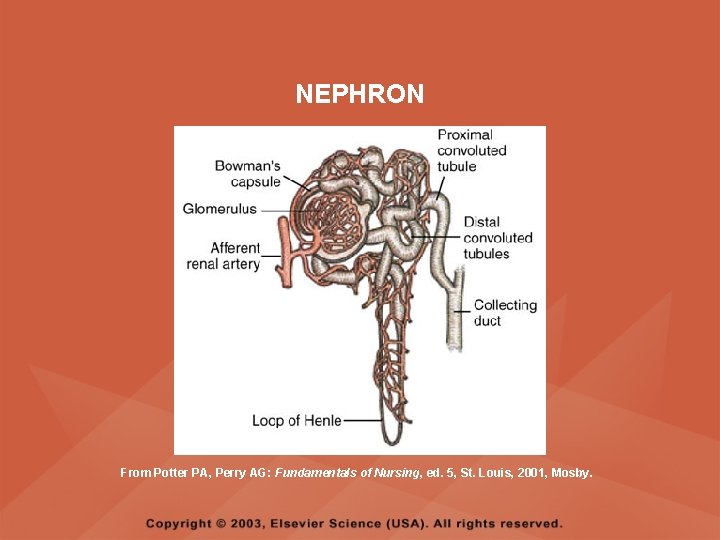 NEPHRON From Potter PA, Perry AG: Fundamentals of Nursing, ed. 5, St. Louis, 2001,