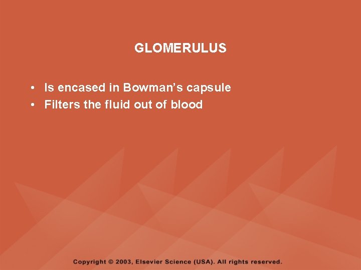 GLOMERULUS • Is encased in Bowman’s capsule • Filters the fluid out of blood