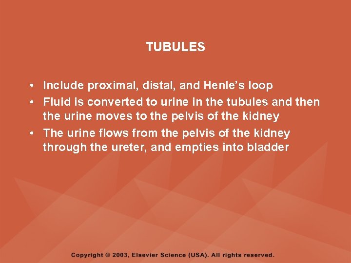 TUBULES • Include proximal, distal, and Henle’s loop • Fluid is converted to urine