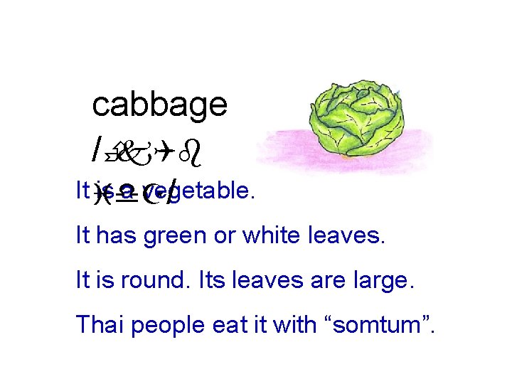 cabbage /Èk. Qb It id. Z is a vegetable. / It has green or