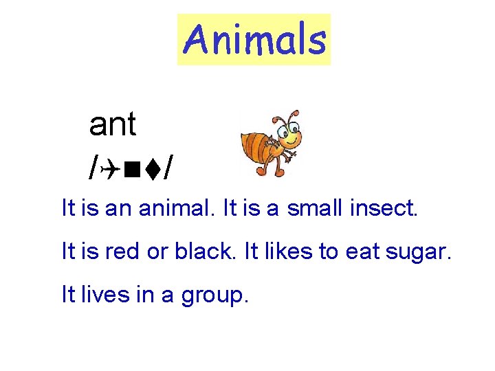 Animals ant /Qnt/ It is an animal. It is a small insect. It is