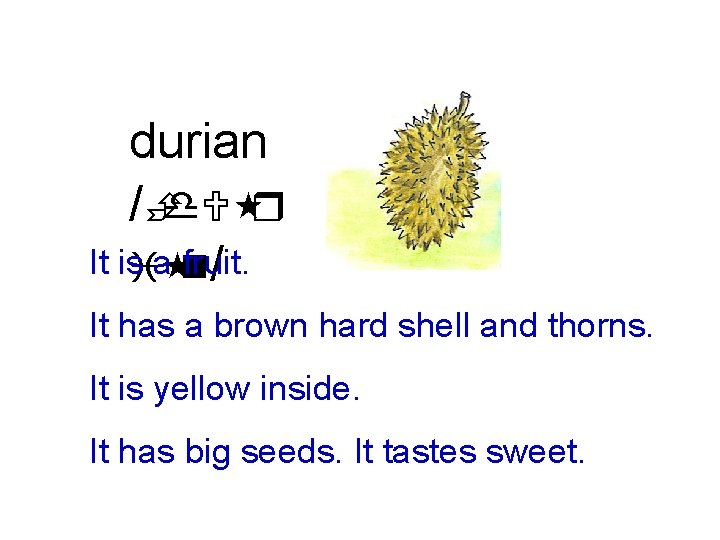 durian /Èd. U r It isi an fruit. / It has a brown hard