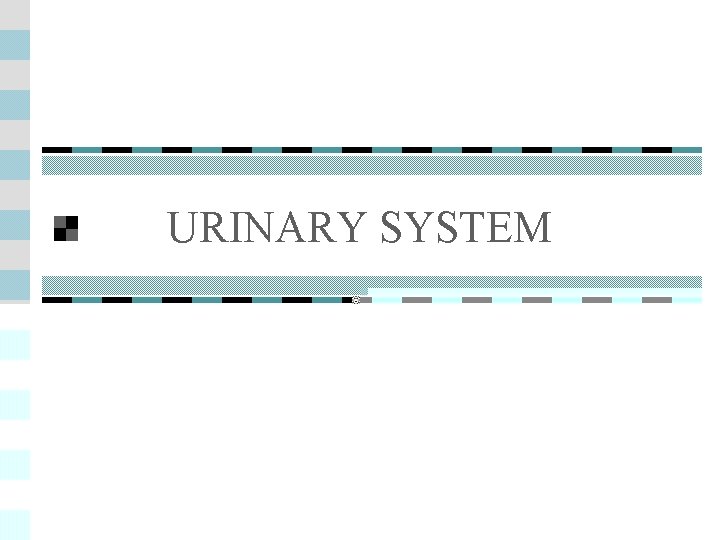 URINARY SYSTEM 