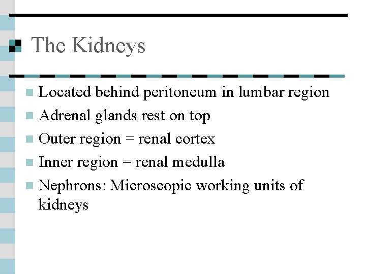 The Kidneys Located behind peritoneum in lumbar region n Adrenal glands rest on top