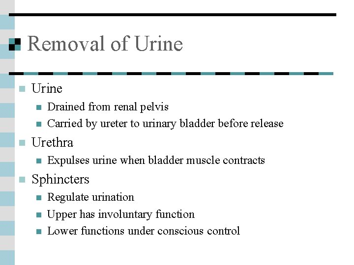 Removal of Urine n n n Urethra n n Drained from renal pelvis Carried