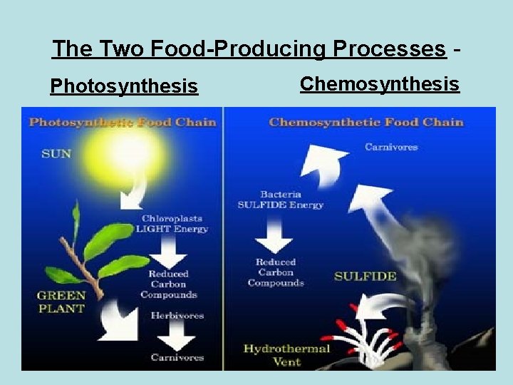 The Two Food-Producing Processes Photosynthesis Chemosynthesis 