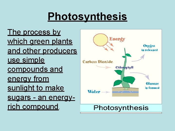 Photosynthesis The process by which green plants and other producers use simple compounds and