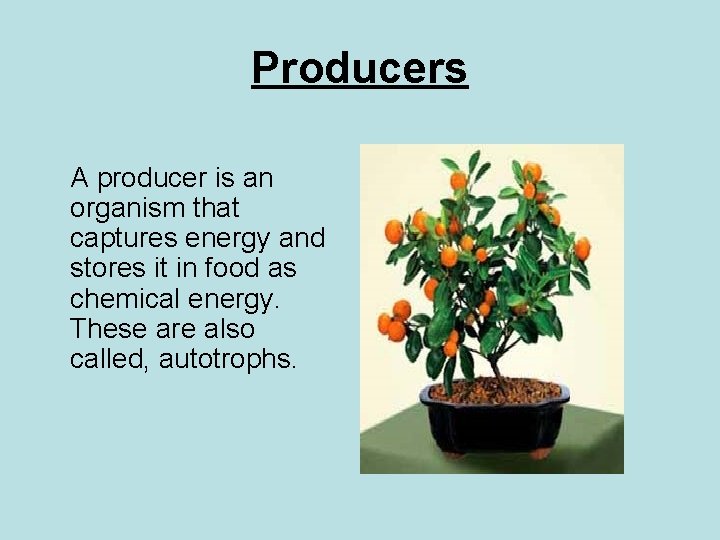 Producers A producer is an organism that captures energy and stores it in food