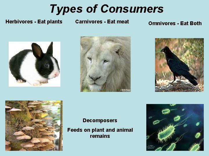 Types of Consumers Herbivores - Eat plants Carnivores - Eat meat Decomposers Feeds on