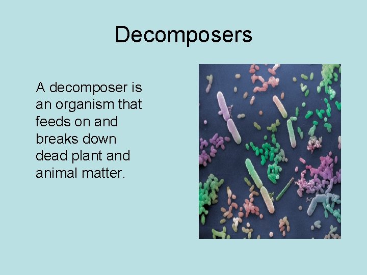 Decomposers A decomposer is an organism that feeds on and breaks down dead plant