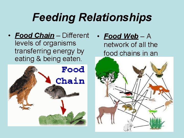 Feeding Relationships • Food Chain – Different • Food Web – A levels of