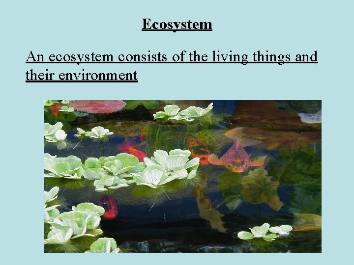 Ecosystem An ecosystem consists of the living things and their environment 