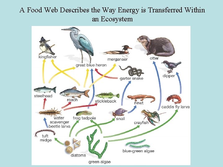 A Food Web Describes the Way Energy is Transferred Within an Ecosystem 