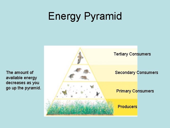 Energy Pyramid Tertiary Consumers The amount of available energy decreases as you go up