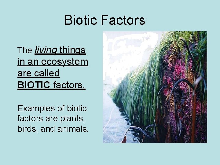 Biotic Factors The living things in an ecosystem are called BIOTIC factors. Examples of