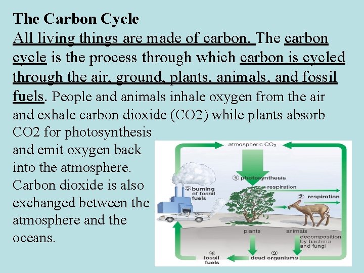 The Carbon Cycle All living things are made of carbon. The carbon cycle is