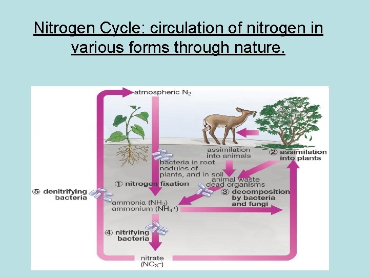 Nitrogen Cycle: circulation of nitrogen in various forms through nature. 