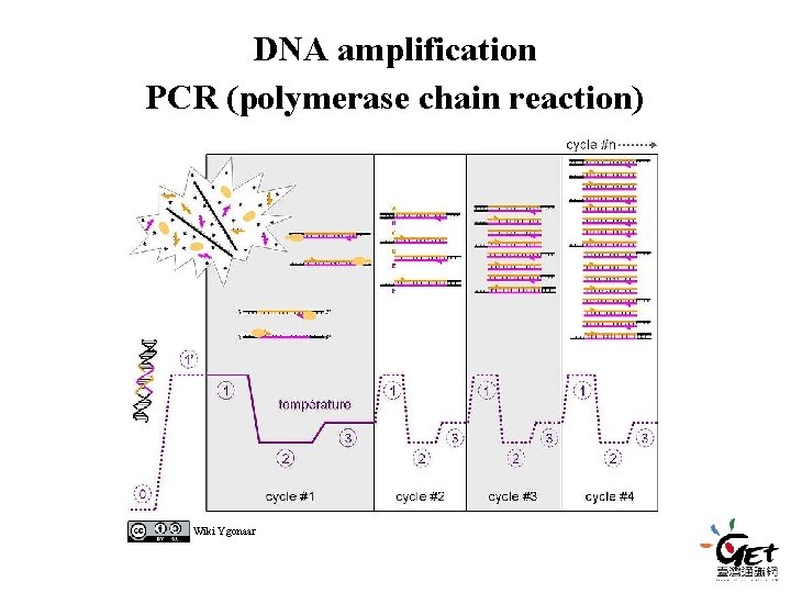 DNA amplification PCR (polymerase chain reaction) Wiki Ygonaar DNA amplification PCR (polymerase chain reaction) Wiki Ygonaar