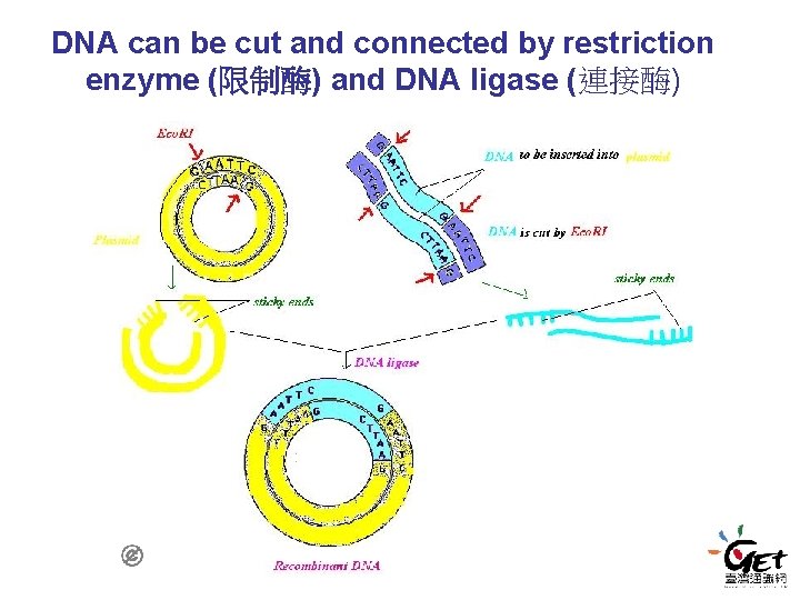 DNA can be cut and connected by restriction enzyme (限制酶) and DNA ligase (連接酶) DNA can be cut and connected by restriction enzyme (限制酶) and DNA ligase (連接酶)
