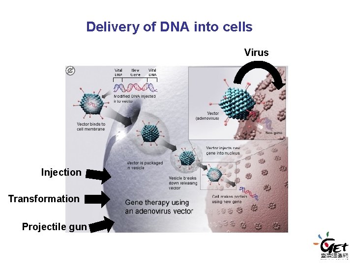 Delivery of DNA into cells Virus Injection Transformation Projectile gun Delivery of DNA into cells Virus Injection Transformation Projectile gun