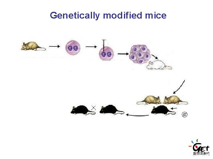 Genetically modified mice Genetically modified mice