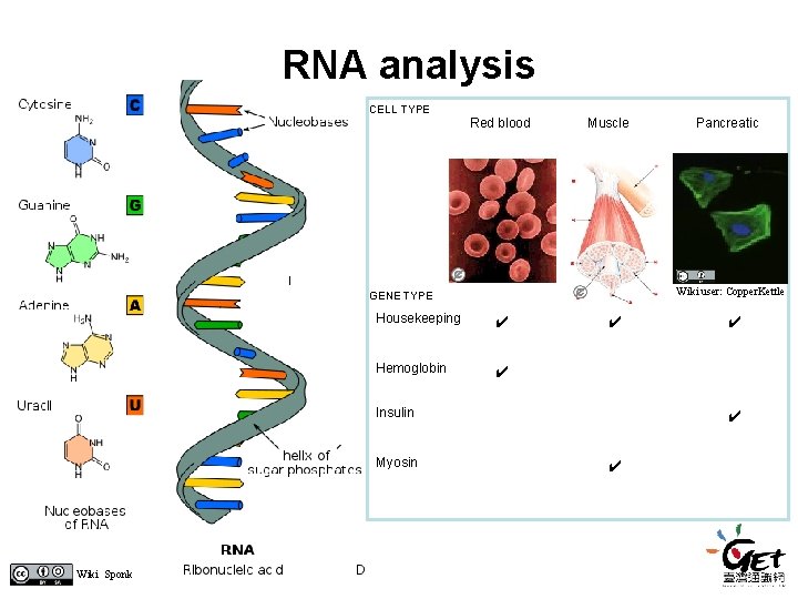 RNA analysis CELL TYPE Red blood Muscle Wiki user: Copper. Kettle GENE TYPE Housekeeping RNA analysis CELL TYPE Red blood Muscle Wiki user: Copper. Kettle GENE TYPE Housekeeping