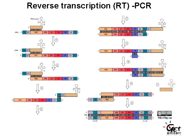 Reverse transcription (RT) -PCR Wiki Filip em Reverse transcription (RT) -PCR Wiki Filip em