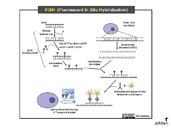 Wiki Mr. Matze Wiki Mr. Matze
