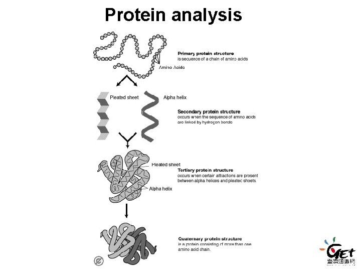 Protein analysis Protein analysis