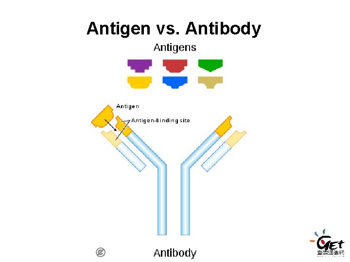 Antigen vs. Antibody Antigen vs. Antibody