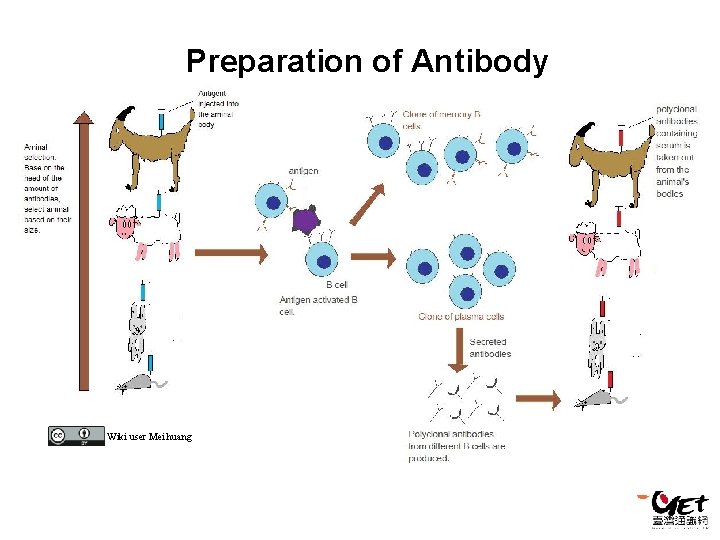 Preparation of Antibody Wiki user Mei. huang Preparation of Antibody Wiki user Mei. huang