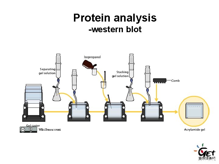 Protein analysis -western blot Wiki Bensaccount Protein analysis -western blot Wiki Bensaccount