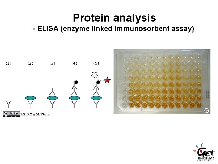 Protein analysis - ELISA (enzyme linked immunosorbent assay) Wiki Jeffrey M. Vinocur Protein analysis - ELISA (enzyme linked immunosorbent assay) Wiki Jeffrey M. Vinocur