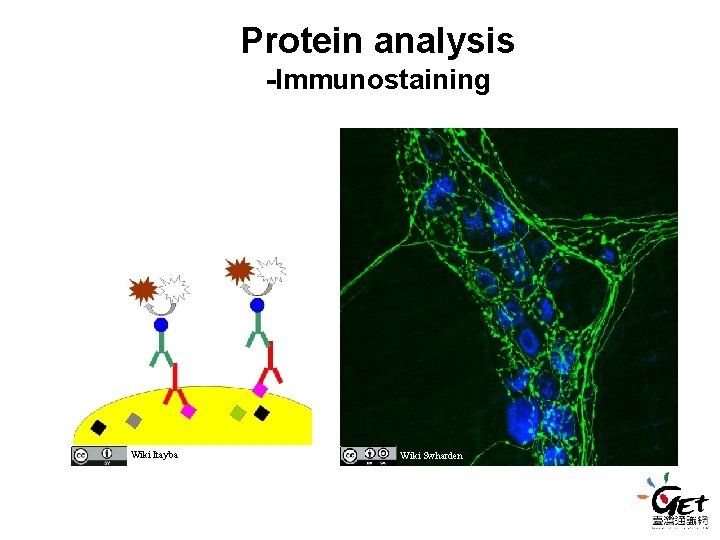 Protein analysis -Immunostaining Wiki Itayba Wiki Swharden Protein analysis -Immunostaining Wiki Itayba Wiki Swharden