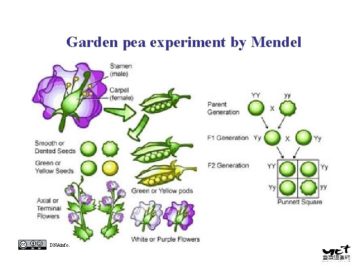 Garden pea experiment by Mendel 雄蕊 花藥 花絲 柱頭 花柱 pistil 雌蕊 胚珠在子房中 DNAinfo. Garden pea experiment by Mendel 雄蕊 花藥 花絲 柱頭 花柱 pistil 雌蕊 胚珠在子房中 DNAinfo.