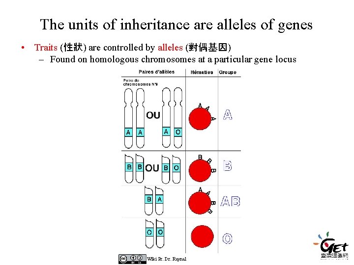 The units of inheritance are alleles of genes • Traits (性狀) are controlled by The units of inheritance are alleles of genes • Traits (性狀) are controlled by
