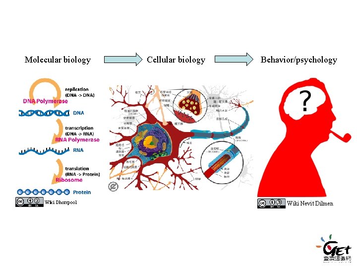 Molecular biology Wiki Dhorspool Cellular biology Behavior/psychology Wiki Nevit Dilmen Molecular biology Wiki Dhorspool Cellular biology Behavior/psychology Wiki Nevit Dilmen