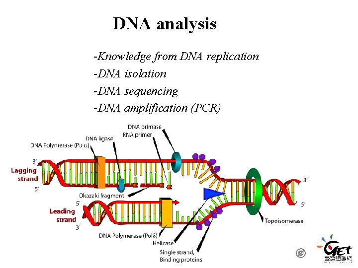 DNA analysis -Knowledge from DNA replication -DNA isolation -DNA sequencing -DNA amplification (PCR) DNA analysis -Knowledge from DNA replication -DNA isolation -DNA sequencing -DNA amplification (PCR)