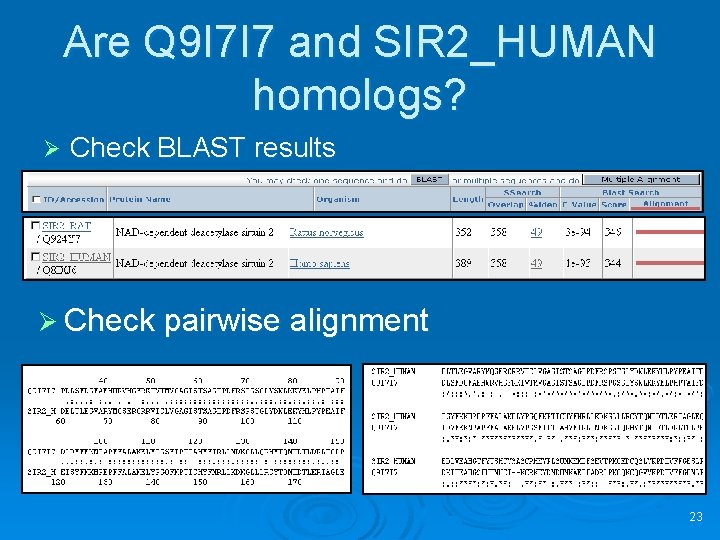 Are Q 9 I 7 I 7 and SIR 2_HUMAN homologs? Ø Check BLAST