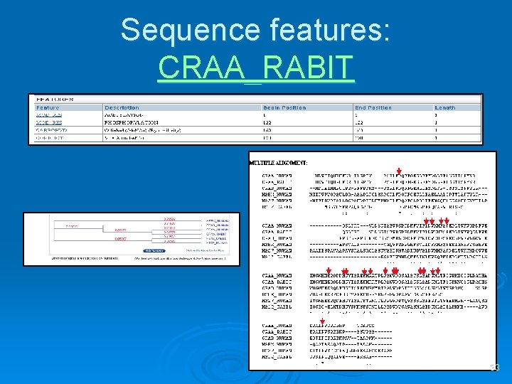 Sequence features: CRAA_RABIT 33 