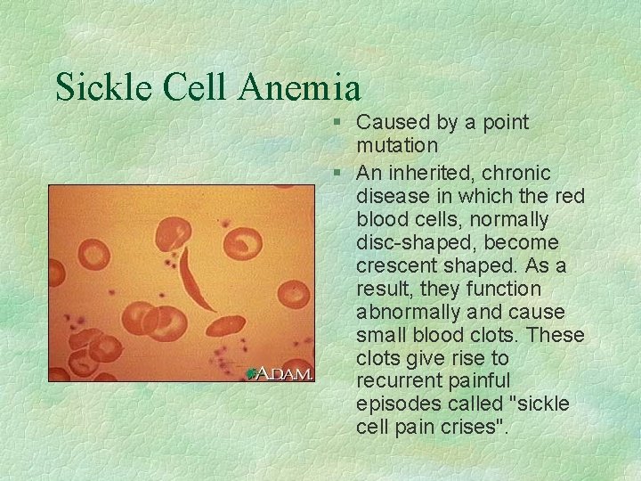 Sickle Cell Anemia § Caused by a point mutation § An inherited, chronic disease