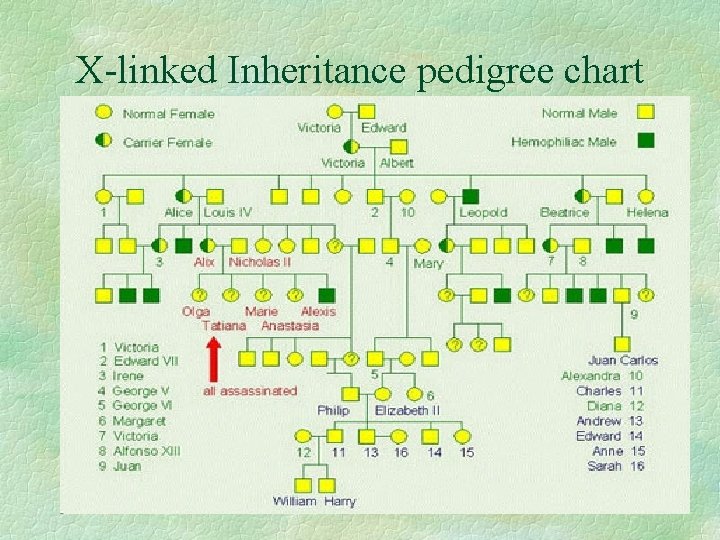 X-linked Inheritance pedigree chart 