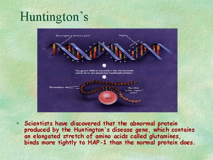 Huntington’s § Scientists have discovered that the abnormal protein produced by the Huntington's disease