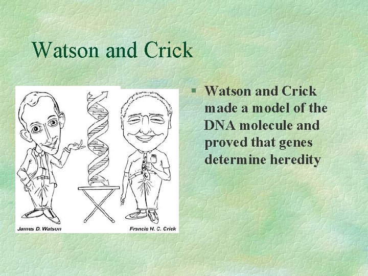 Watson and Crick § Watson and Crick made a model of the DNA molecule