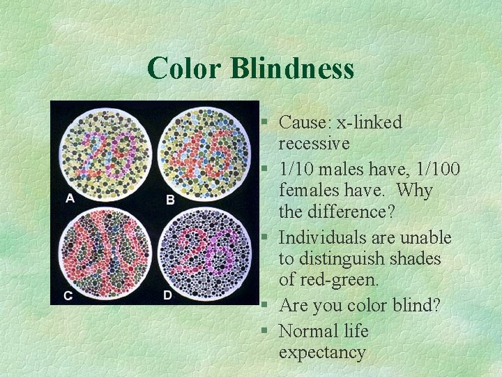  Color Blindness § Cause: x-linked recessive § 1/10 males have, 1/100 females have.